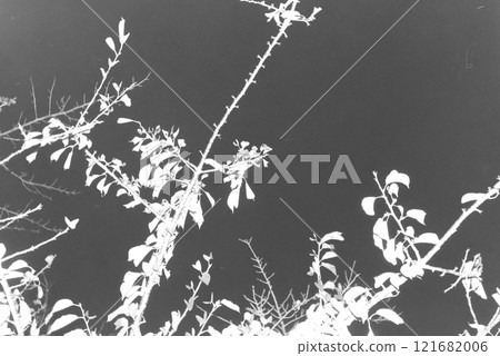 以單色繪製的單色植物 121682006