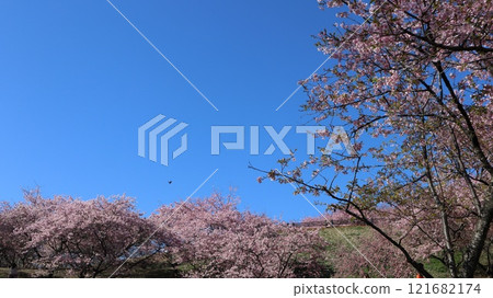 藍天河津櫻花 茨城花卉公園 121682174