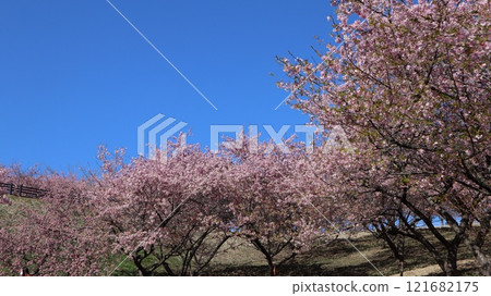 藍天河津櫻花 茨城花卉公園 121682175
