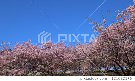 藍天河津櫻花 茨城花卉公園 藍天河津櫻花 茨城花卉公園 121682176