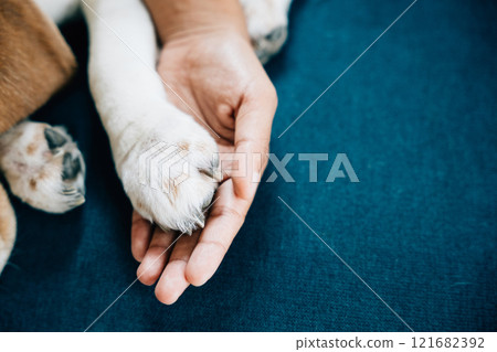 In a powerful symbol of trust and confidence, a woman's hand cradles a dog's paw, highlighting the strong bond and unwavering friendship that exist between dogs and their human caregivers. In a powerful symbol of trust and confidence, a woman's hand cradles a dog's paw, highlighting the strong bond and unwavering friendship that exist between dogs and their human caregivers. 121682392