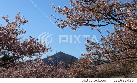 茨城花卉公園的河津櫻花和筑波山在藍天的襯托下熠熠生輝 121682456