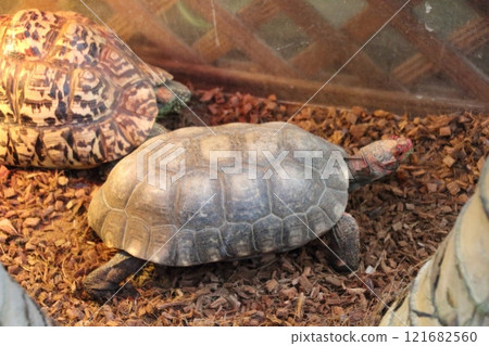 Tortoise 121682560