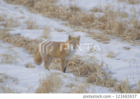 The red fox living in the winter land of Hokkaido 121682637