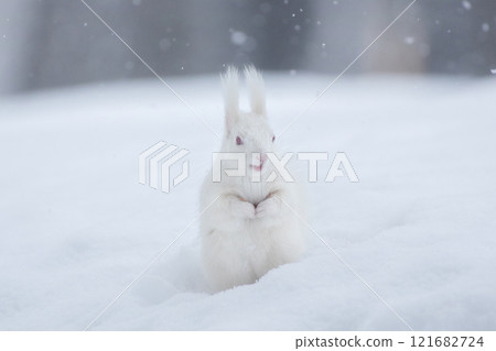 一種罕見的白化松鼠,生活在隆冬的北海道。 一種罕見的白化松鼠,生活在隆冬的北海道。 121682724