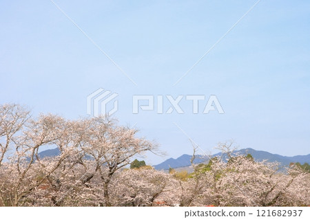 藍天和櫻花樹 藍天和櫻花樹 121682937