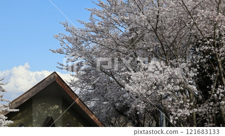 櫻花盛開的風景,茨城花卉公園 櫻花盛開的風景,茨城花卉公園 121683133