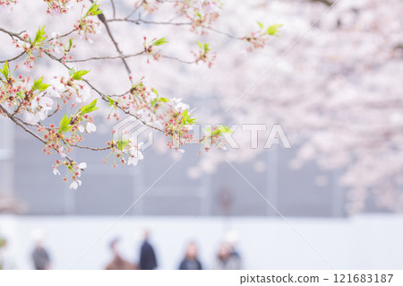 【日本】千葉縣市川市法華寺櫻花新綠 121683187