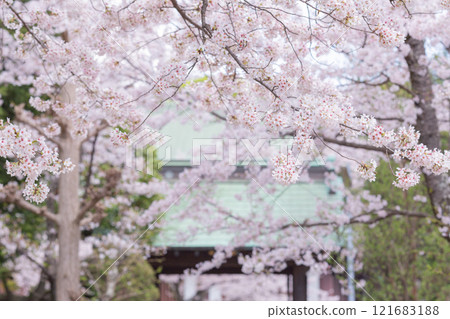 【日本】千葉縣市川市法華寺櫻花盛開 121683188