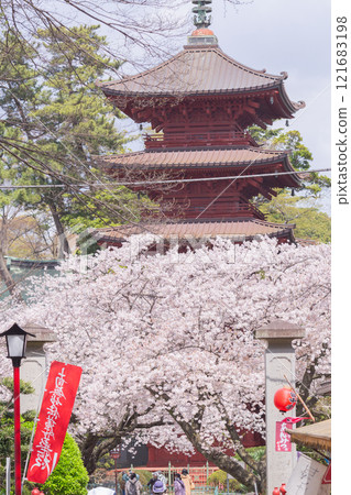 【日本】千葉縣市川市法華寺盛開的櫻花與五層寶塔 【日本】千葉縣市川市法華寺盛開的櫻花與五層寶塔 121683198