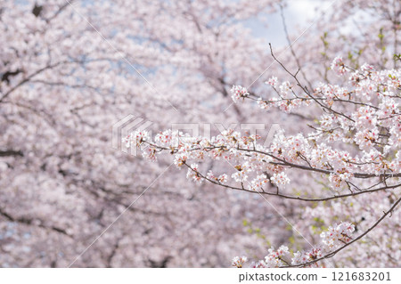 【日本】千葉縣市川市法華寺櫻花盛開 121683201