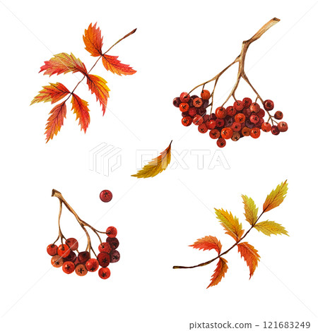 Autumn set consisting of rowan berries on branches and leaves. Watercolor bright illustration on isolated background. For creating autumn arrangements on postcards, banners, patterns. Orange and red Autumn set consisting of rowan berries on branches and leaves. Watercolor bright illustration on isolated background. For creating autumn arrangements on postcards, banners, patterns. Orange and red 121683249