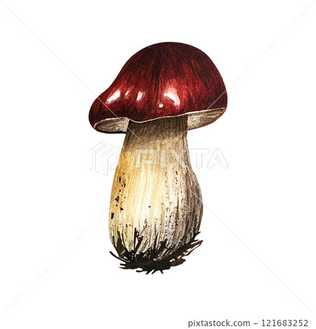 Aspen mushroom with a red cap. Watercolor illustration on isolated background. Hand drawn red-headed mushroom with dirt spots. For autumn composition, botanical books and manuals, for safety leaflets 121683252