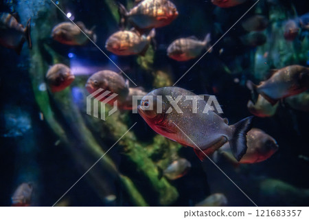 Maxell Aqua Park Shinagawa 121683357