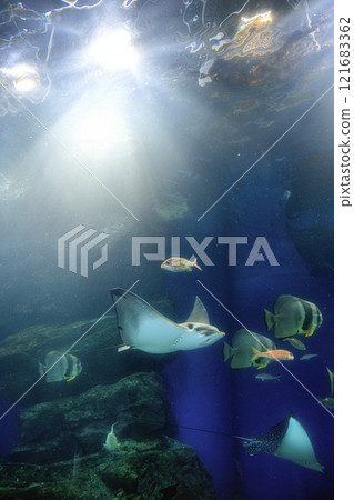 麥克賽爾水上樂園品川 121683362