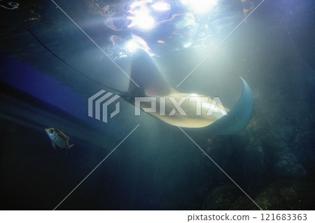 麥克賽爾水上樂園品川 121683363