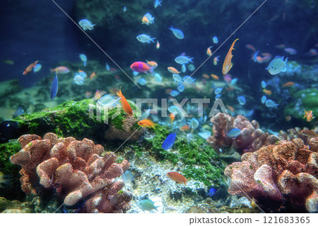 麥克賽爾水上樂園品川 121683365