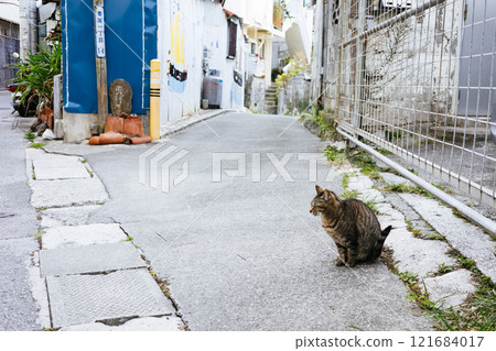 在胡同後面的流浪貓 在胡同後面的流浪貓 121684017