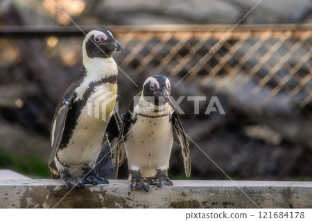 Kasumigaura Fureai Land 121684178