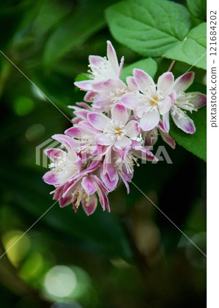 Ugi花 Ugi花 121684202