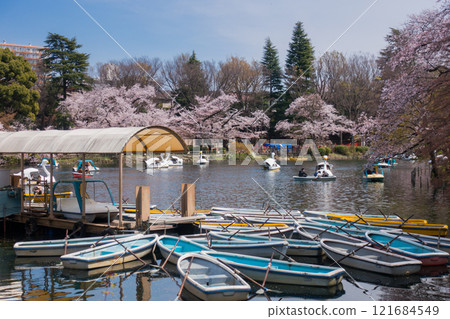井之頭公園（武藏野市井之頭公園）的櫻花 121684549