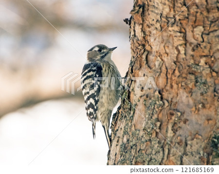 Kushiro's wild bird, the Japanese Pygmy Woodpecker 121685169