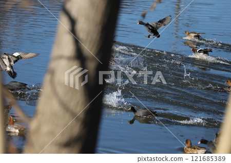 A flock of Eurasian coots and ducks take off from the riverbed of the Motoarakawa River, which flows through Hasuda City, Saitama Prefecture in winter. 121685389