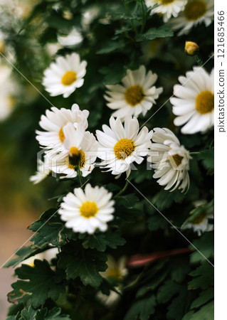 Summer floral background. Matricaria chamomilla annual flowering plant Summer floral background. Matricaria chamomilla annual flowering plant 121685466