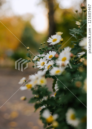 Summer garden flovers in outdoor flowerbed. Daisy bush With white petals 121685467
