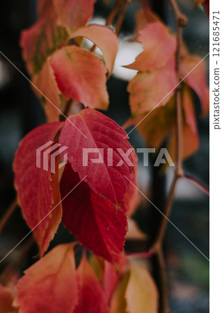Yellow ivy leaves turn red. Change of season from summer to autumn Yellow ivy leaves turn red. Change of season from summer to autumn 121685471