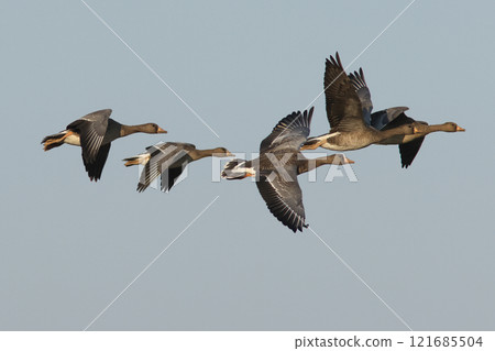 Flying White-fronted Geese 121685504