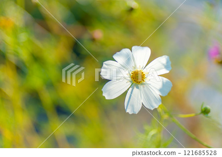 白波斯菊花特寫 121685528