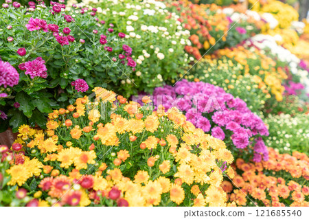 五顏六色的菊花特寫鏡頭 121685540