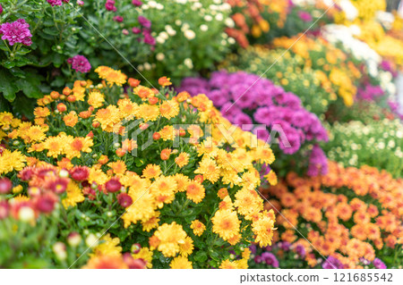 五顏六色的菊花特寫鏡頭 121685542