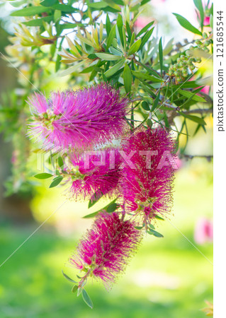 Close-up of red bottlebrush flowers 121685544