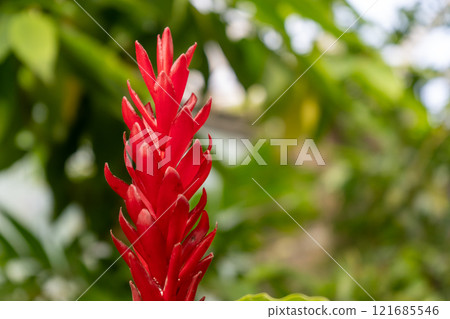 Red ginger flower close-up 121685546