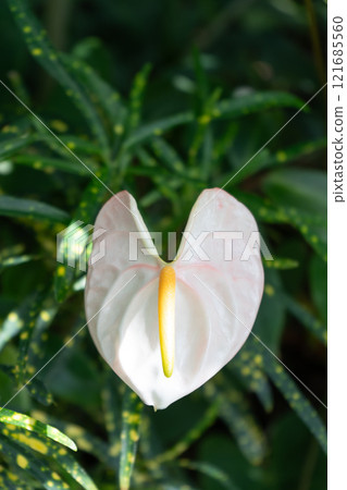 Anthurium flower close-up Anthurium flower close-up 121685560