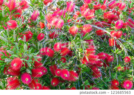 一朵紅色草叢花 121685563