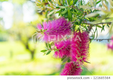 紅色洗瓶刷花的特寫 121685564