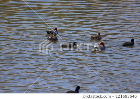 A flock of coots and wigeons swimming in the winter river 121685640