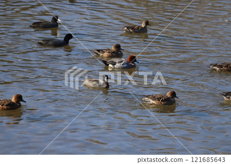 A flock of coots and wigeons swimming in the winter river A flock of coots and wigeons swimming in the winter river 121685643