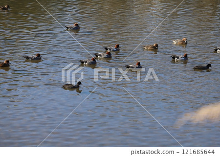 A flock of coots and wigeons swimming in the winter river A flock of coots and wigeons swimming in the winter river 121685644