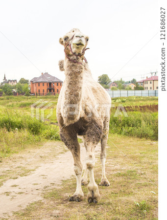 Single camel ready to ride outside 121686027