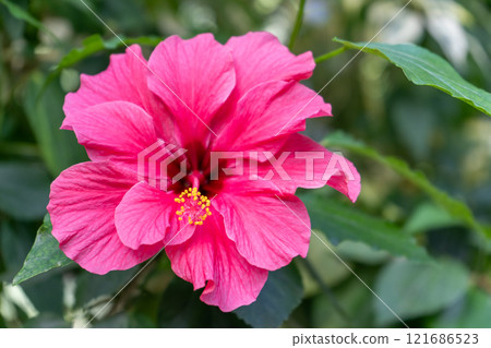 雙花紅芙蓉 雙花紅芙蓉 121686523