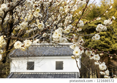 倉庫和早春風景與白梅花 121686572