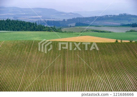 Vast fields 121686666