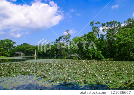 Boats floating on Lake Onuma 121686667