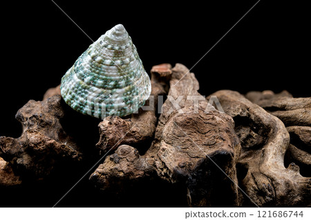Green Tectus pyramis seashell on on driftwood 121686744