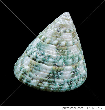 Green Tectus pyramis seashell on black background 121686747
