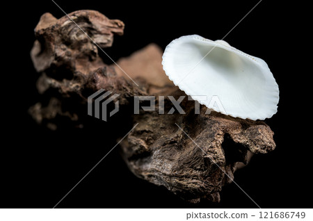 Cerastoderma edule shell on driftwood Cerastoderma edule shell on driftwood 121686749